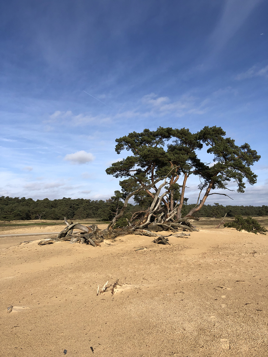 Scenic sand dunes and windswept trees in Hoge Veluwe National Park, a top nature destination in the Netherlands for hiking and cycling