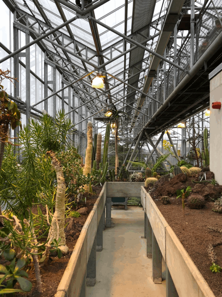 Inside the greenhouse at Hortus Botanicus Haarlem, Netherlands, featuring desert plants and modern glass architecture