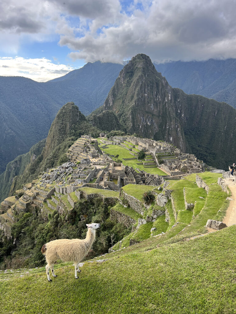 Classic view of Machu Picchu in Peru with a llama in the foreground and green terraces leading to the Inca citadel under a dramatic sky.