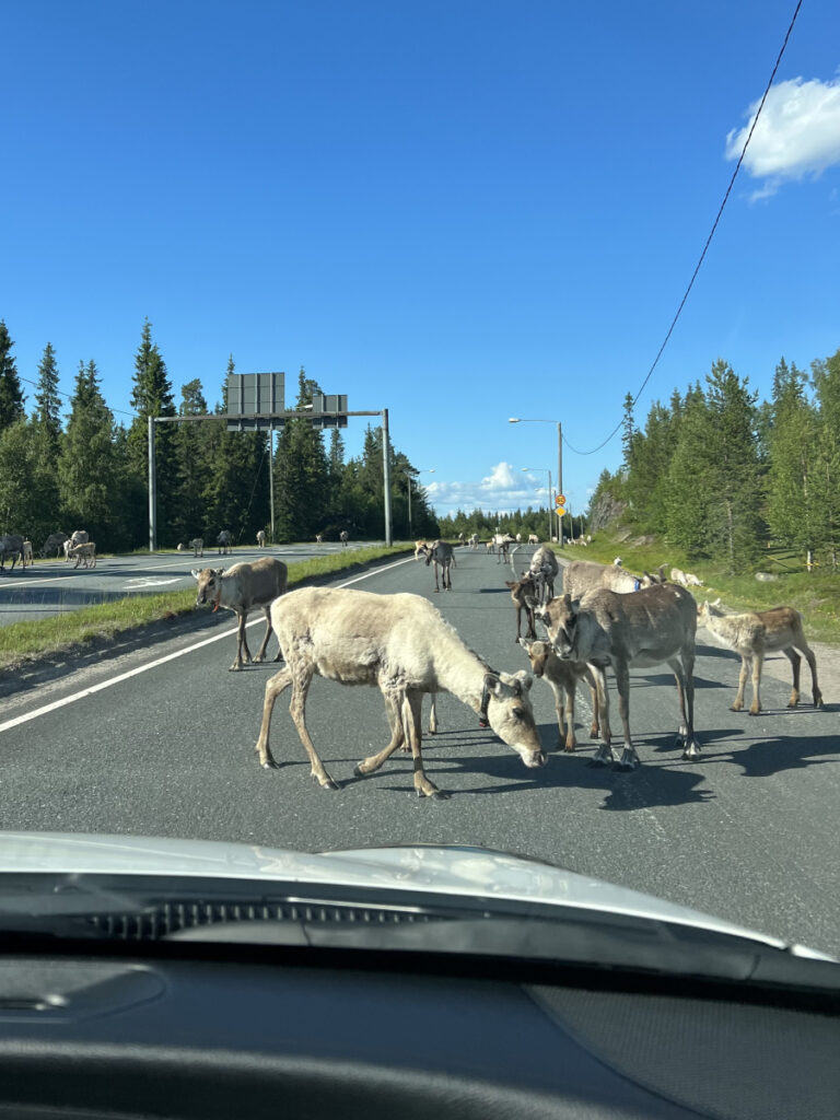 Reindeer crossing the road on a sunny day near Ruka, Finland