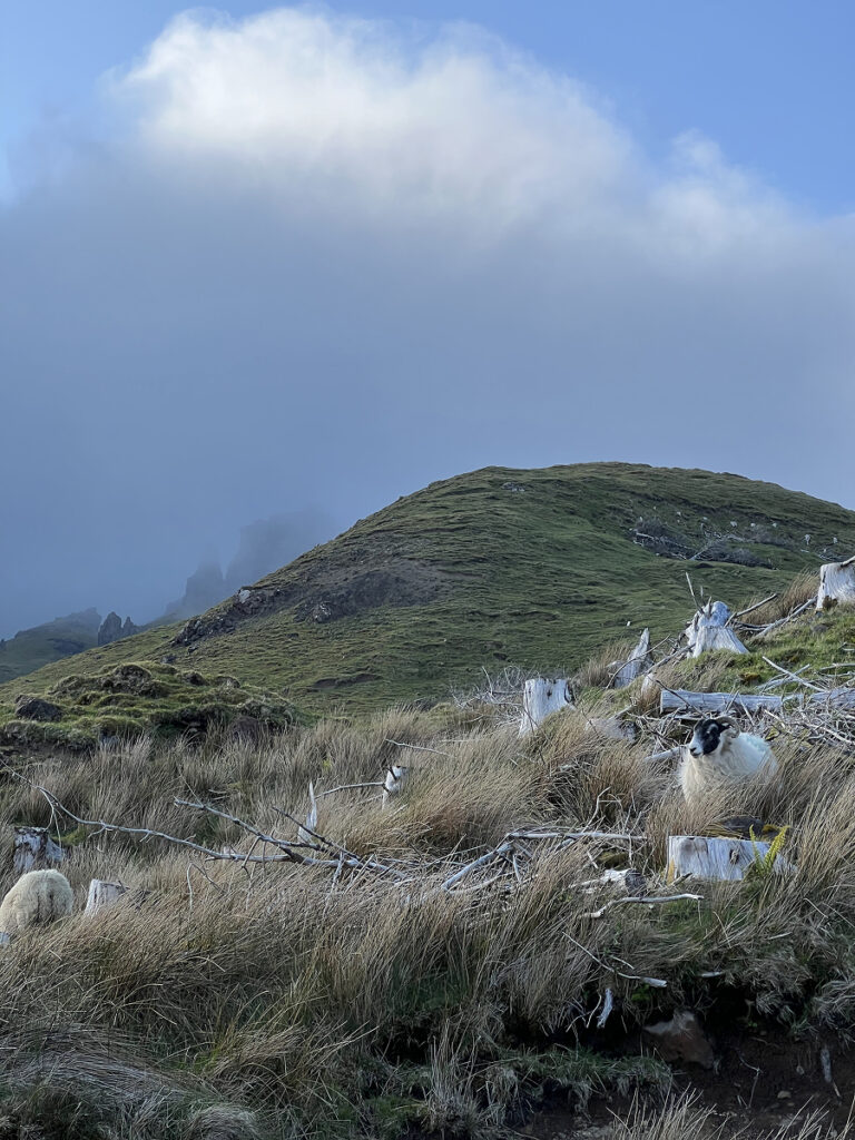 Sheep resting in long grass on the Old Man of Storr trail, with moody mist rolling over the green hills in the Isle of Skye
