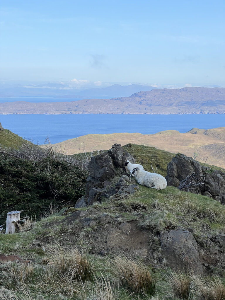 Sheep lounging on a rocky outcrop overlooking Loch Leathan from the Old Man of Storr hike on the Isle of Skye