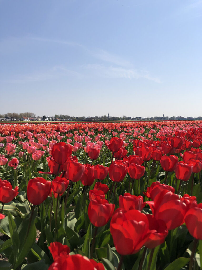 Vibrant red and pink tulip fields in full bloom near Lisse, Netherlands, under a clear blue sky