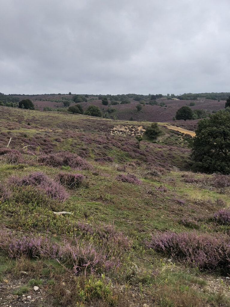 Rolling hills covered in purple heather under a cloudy sky at Veluwezoom National Park in the Netherlands