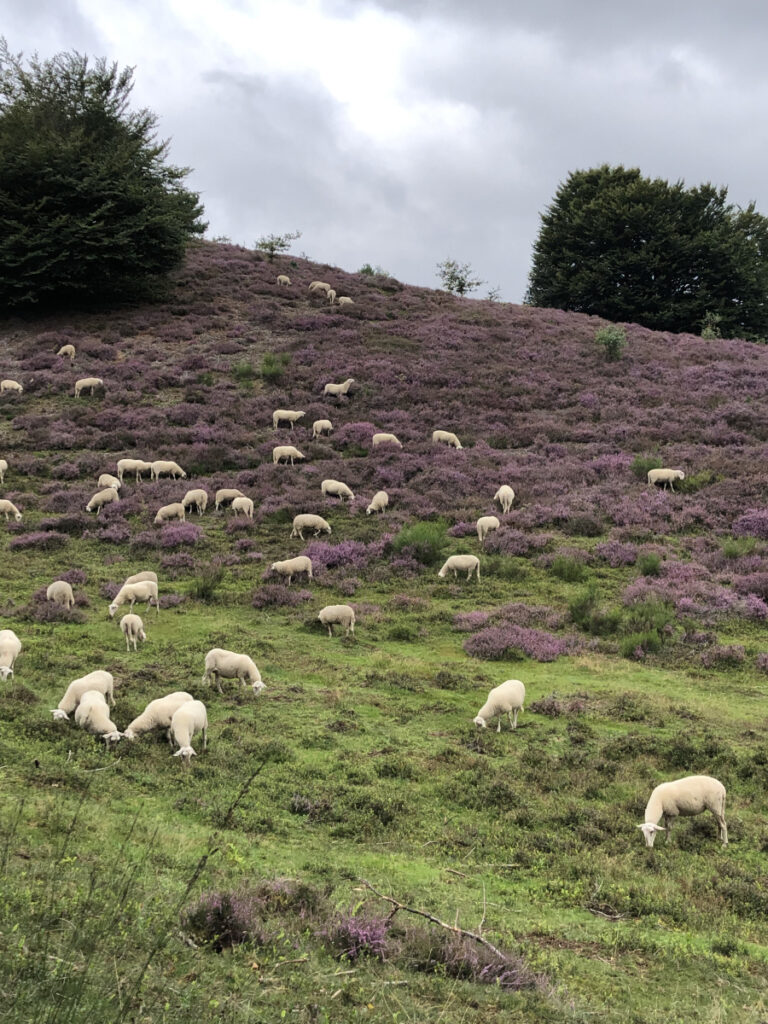 A flock of sheep grazing on purple heather-covered hills in Veluwezoom National Park, Netherlands