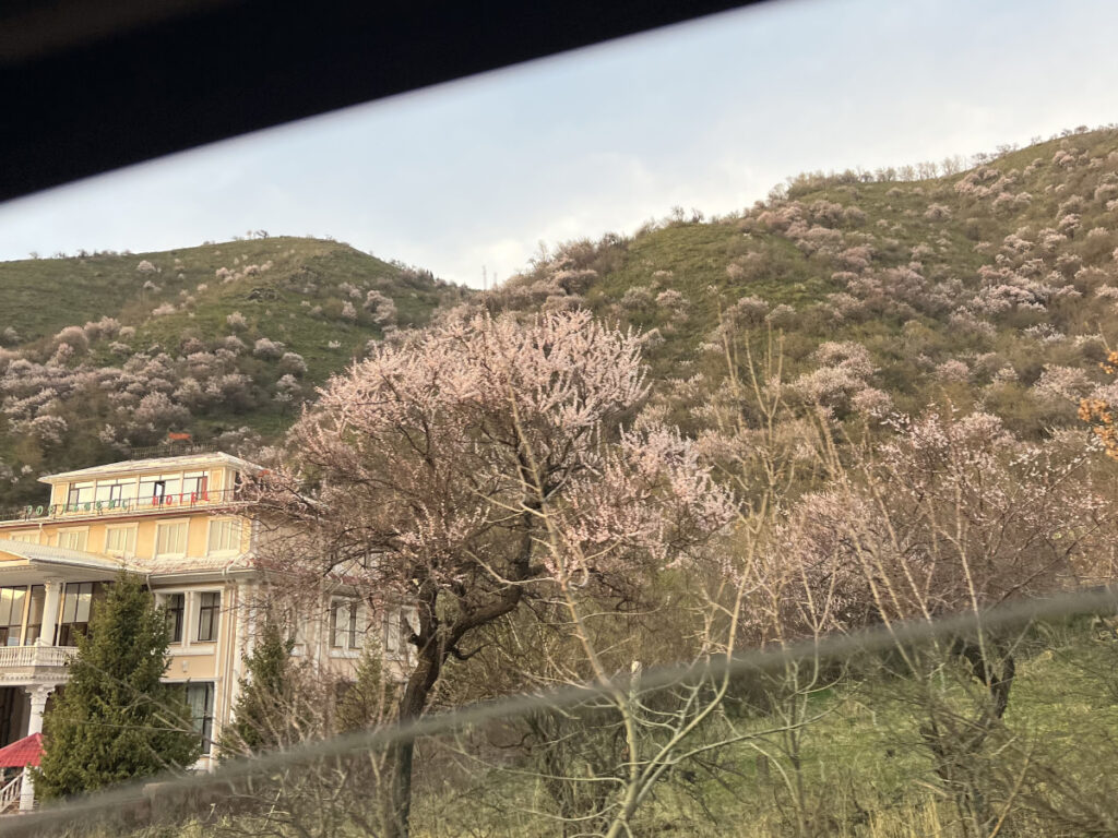 View from a car window of blooming wild apple trees on the hillsides near Almaty, Kazakhstan, with soft pink blossoms and a house in the foreground during spring