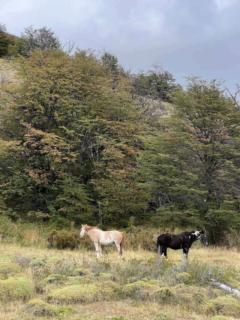 Two wild horses grazing in a clearing surrounded by autumnal trees along the O Circuit trail in Torres del Paine National Park