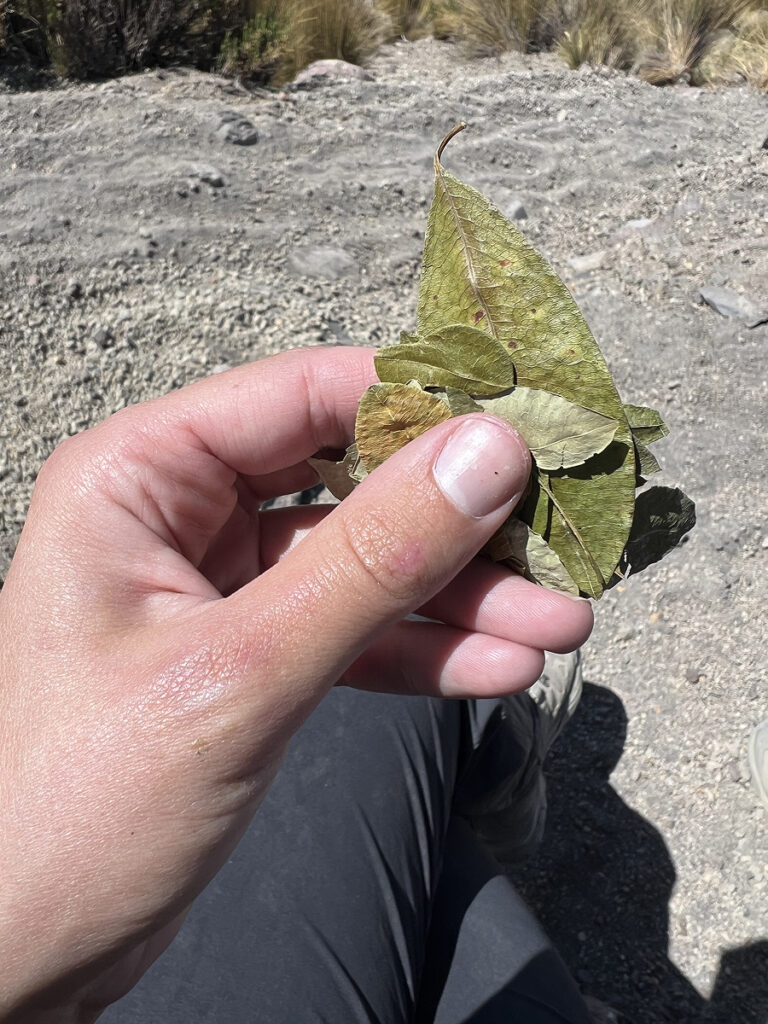 Coca leaves used for altitude acclimatization during the El Misti climb in Arequipa, Peru