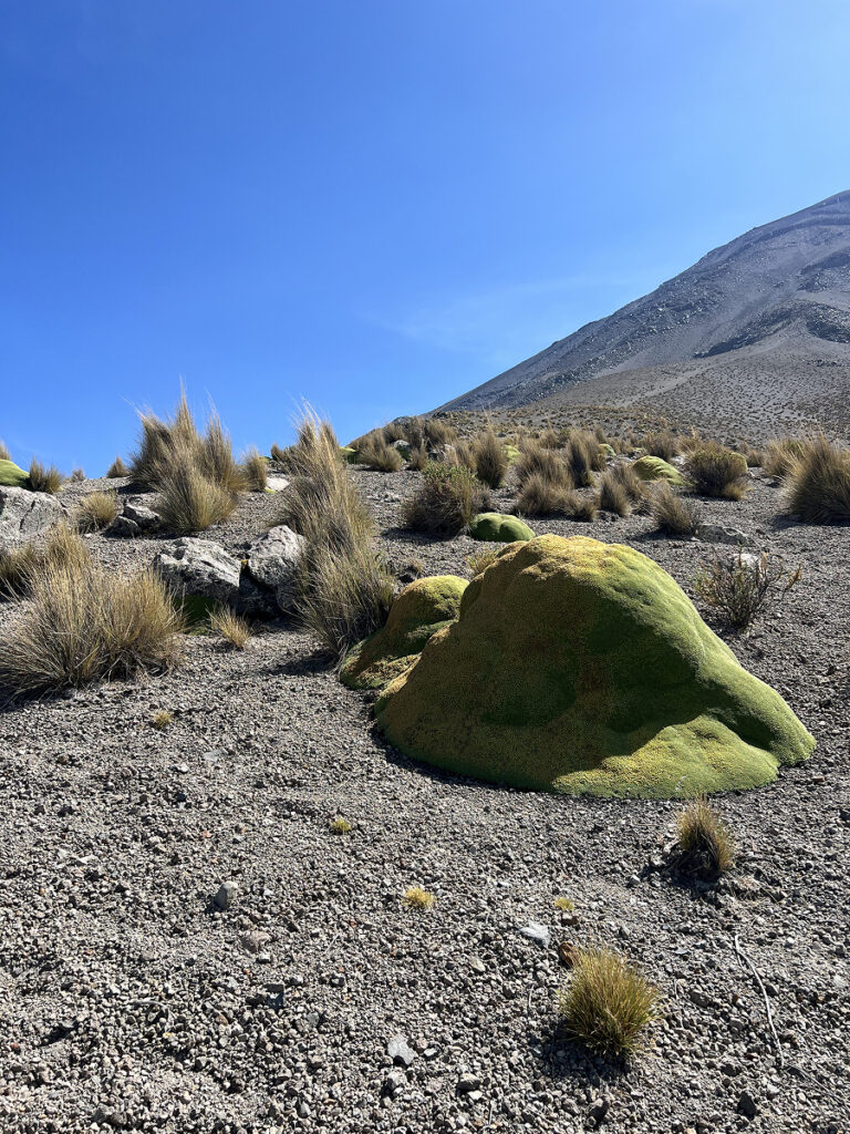 Bright green moss on the volcanic slopes of El Misti during the climb in Arequipa, Peru