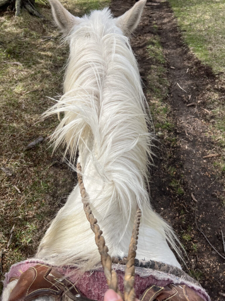 View from horseback riding in El Chaltén on a white horse along a Patagonian trail