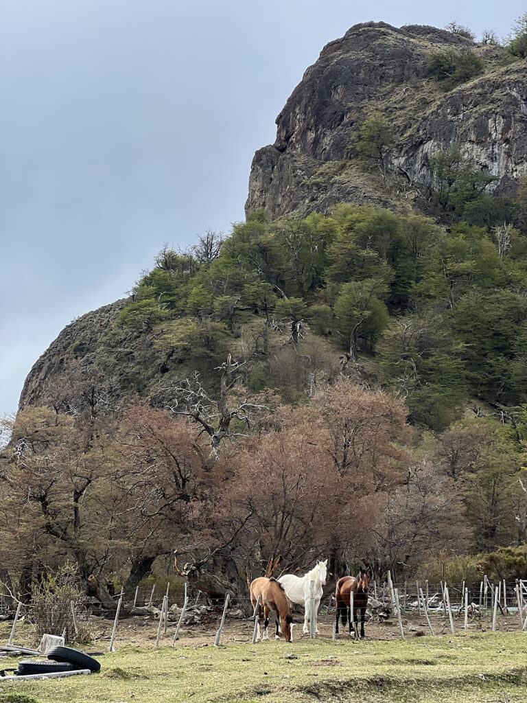 Horses grazing at Estancia Bonanza near El Chaltén, with rugged Patagonian cliffs in the background