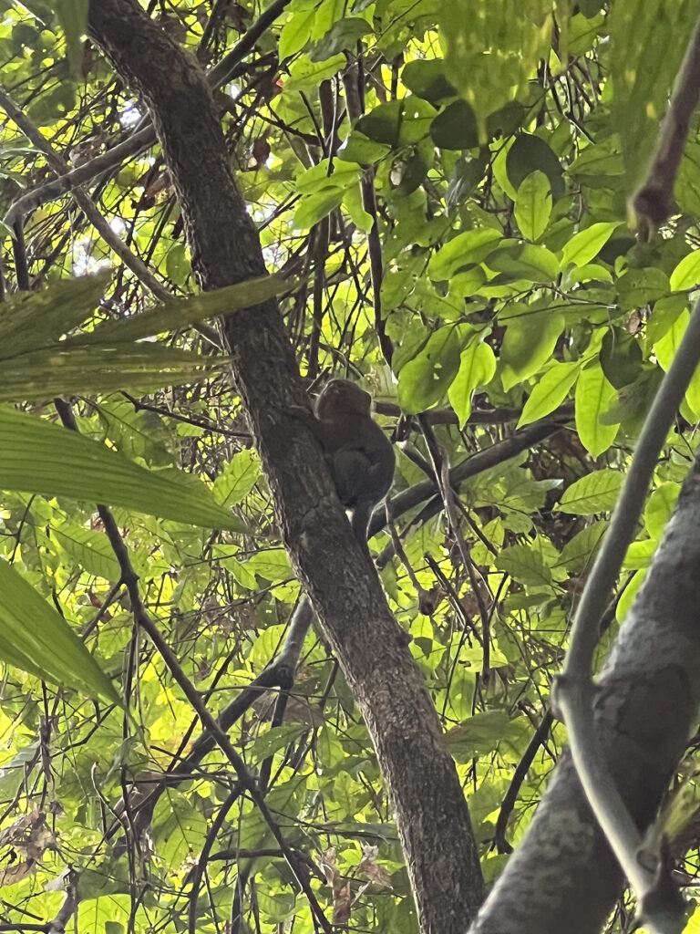 Small monkey on a tree in the Peruvian Amazon near Nauta, seen on Peruvian Amazon Tours
